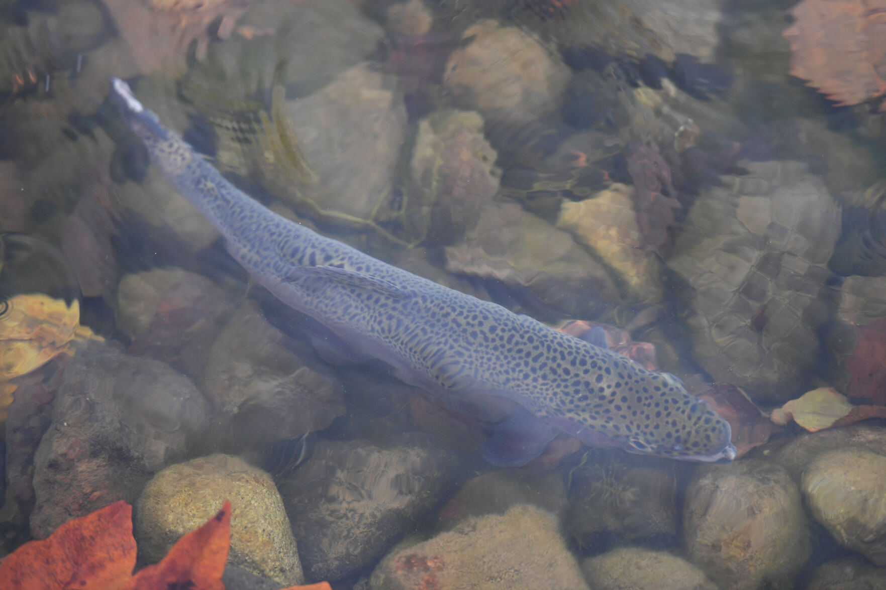 Kress Lake Rainbow Trout